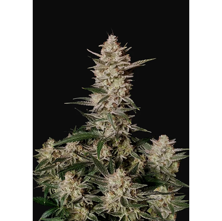 Strawberry Gorilla Auto