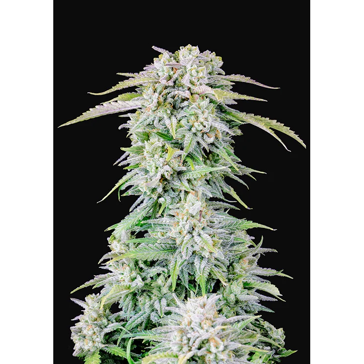 Afghan Kush Auto