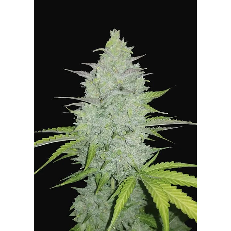 Cheese Auto