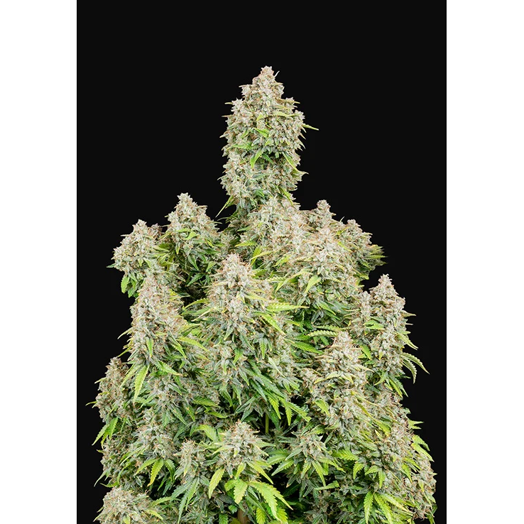 Cinderella Auto