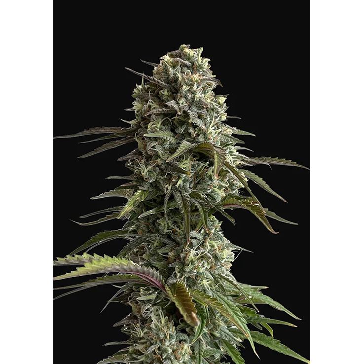 Skunk Auto