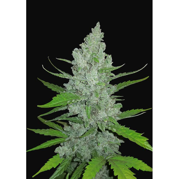 Sour Diesel Auto