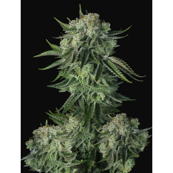 Original Moby Dick Auto