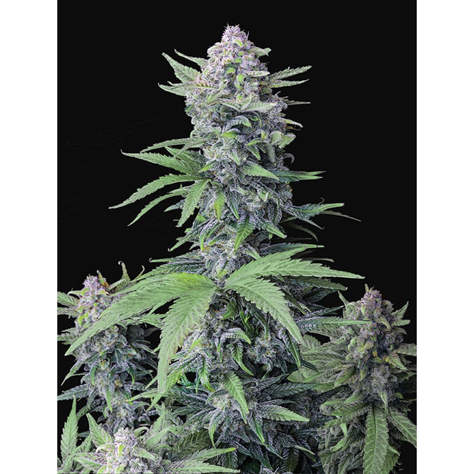 Tropicana Cookies Auto
