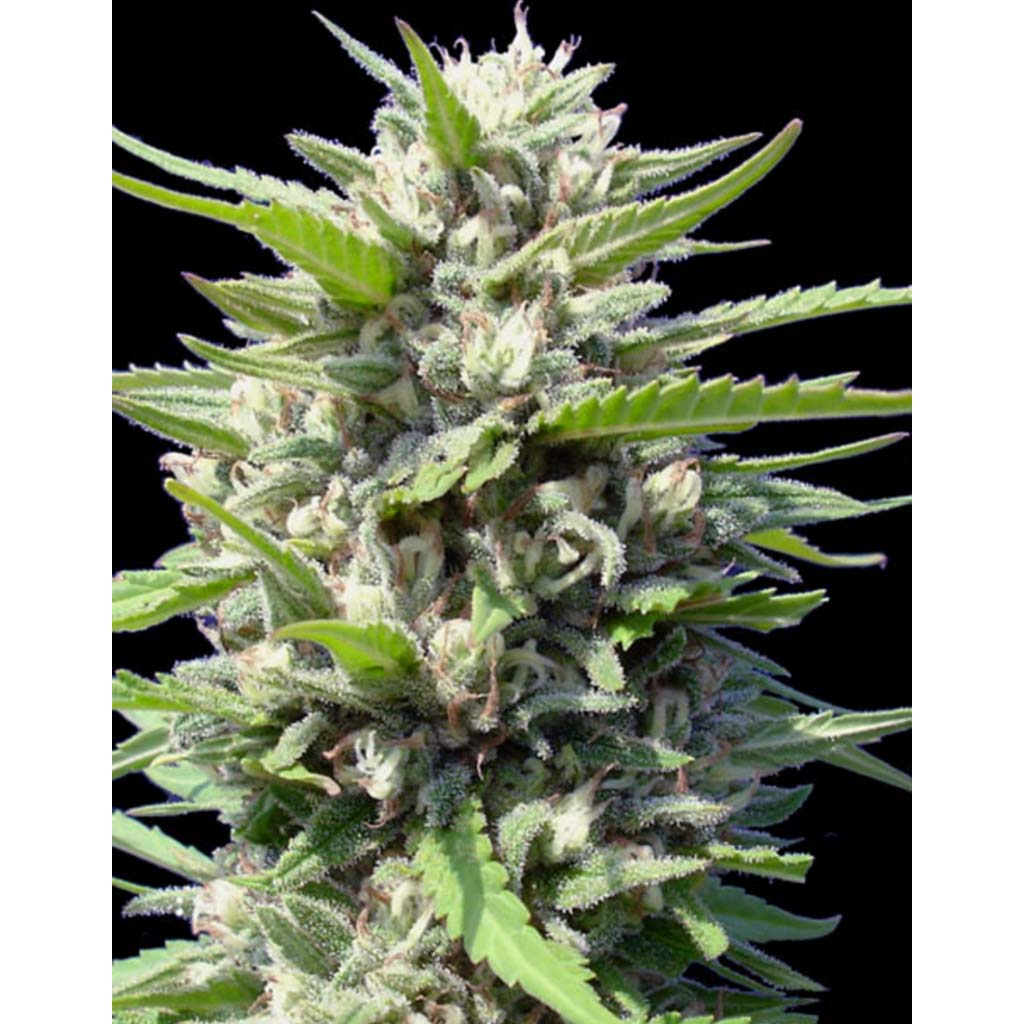 Northern Lights Auto