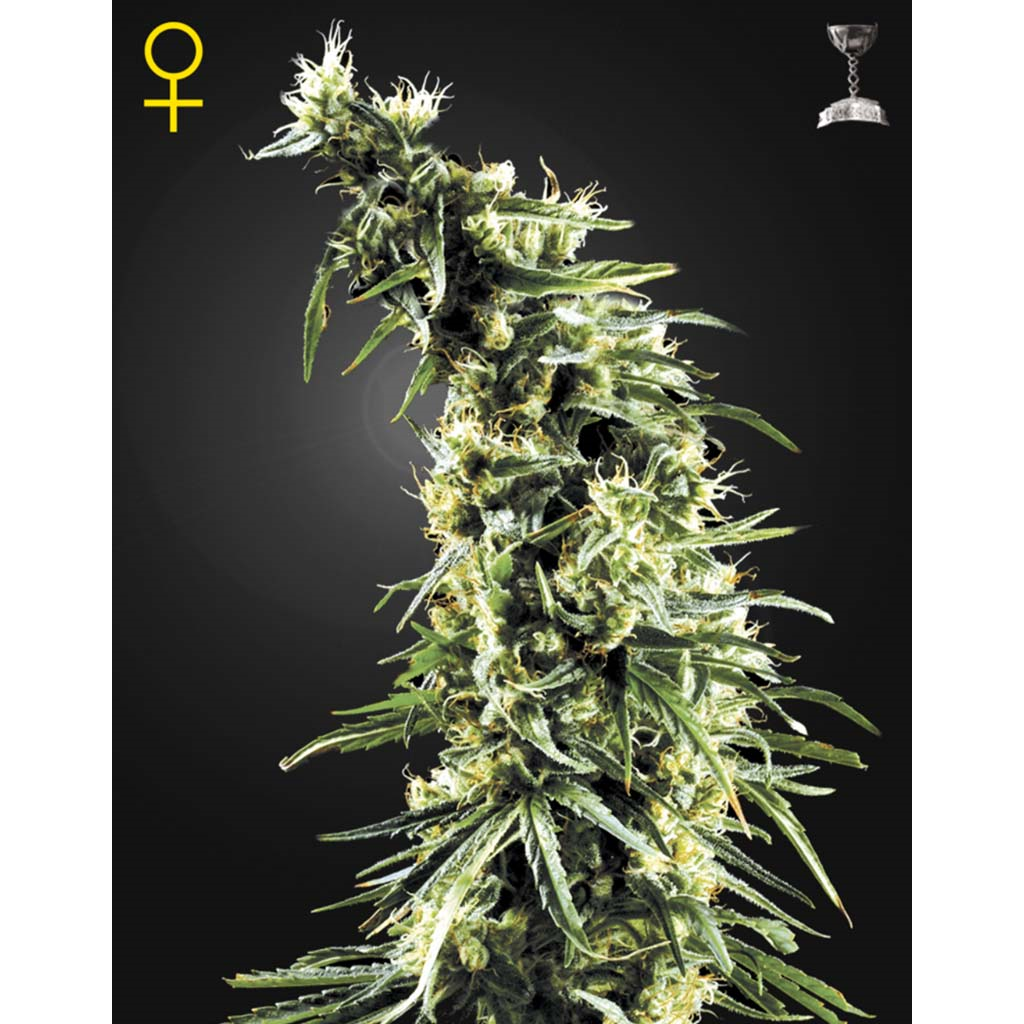 Hawaiian Snow Fem.