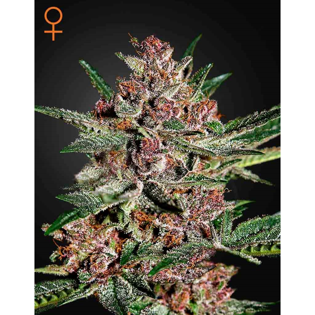 Bubba Kush Fem