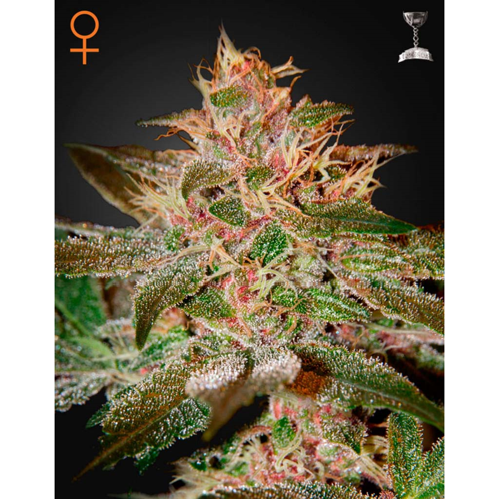 Pure Kush Fem.