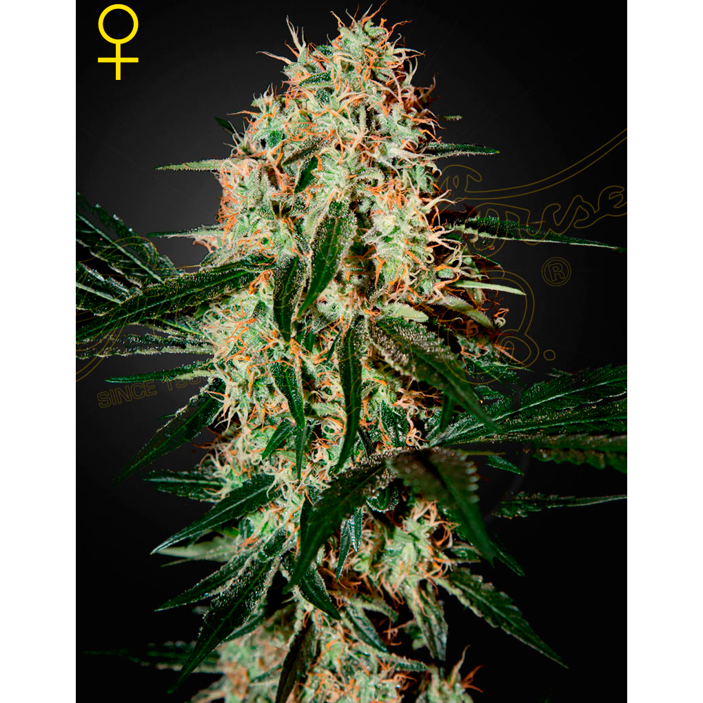 Arjan´S Haze 3 Fem