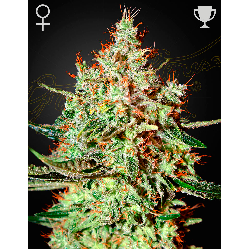 Trainwreck Fem.
