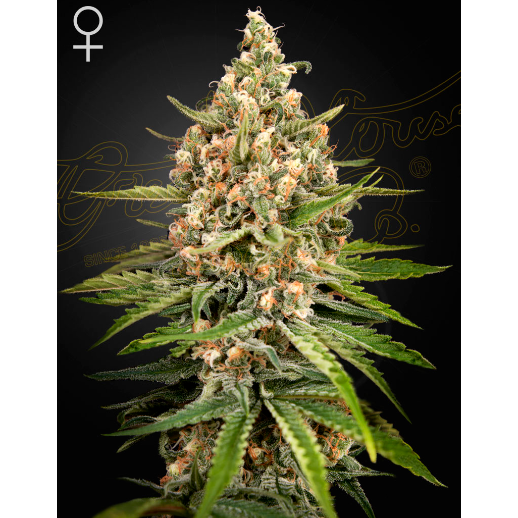 Bubba Slush Fem.
