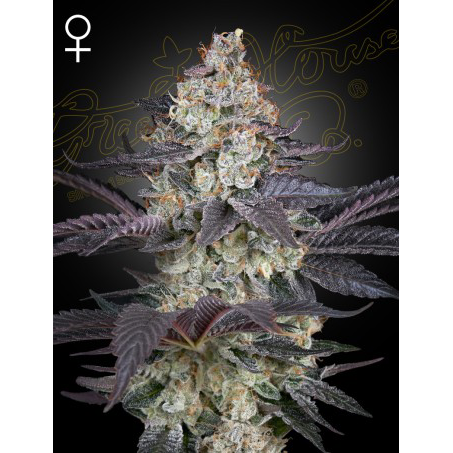 Ztrawberry Fem