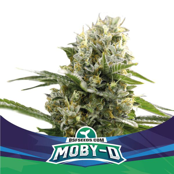 Grow-Op BSF Seeds Moby-D XXL Auto