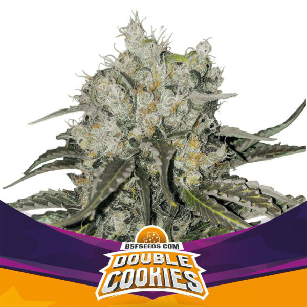 Grow-Op BSF Seeds Double Cookies Fem