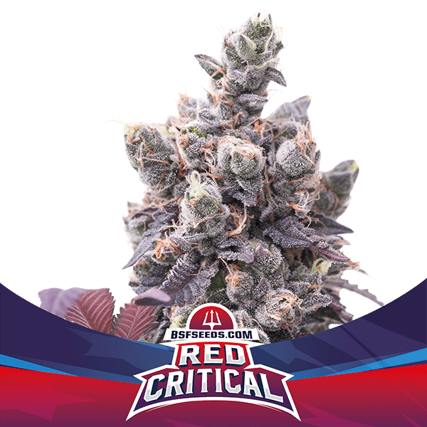 Grow-Op BSF Seeds Red Critical Auto