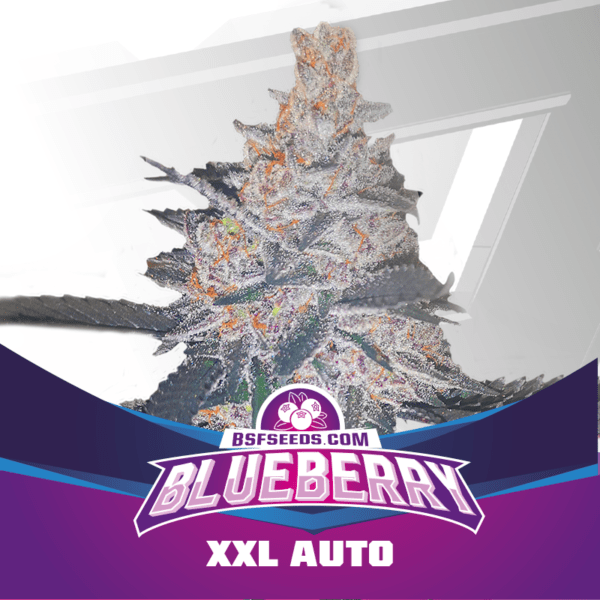 Grow-Op BSF Seeds Blueberry Auto
