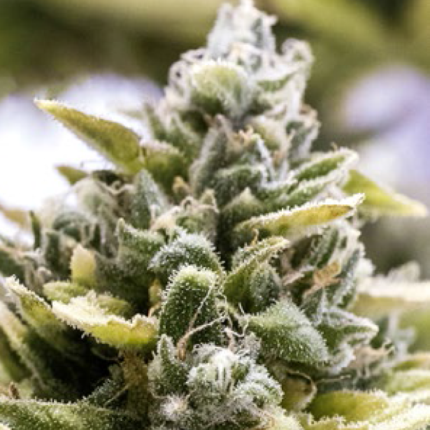 OG Kush Auto