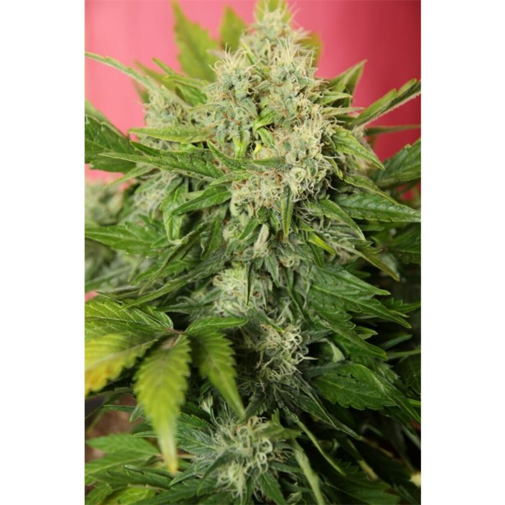 Chronic Ryder 3Und Auto