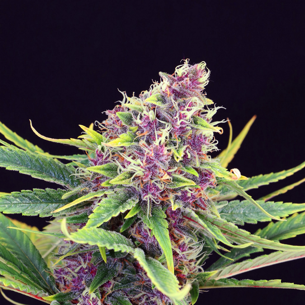 Purple Kush Fem