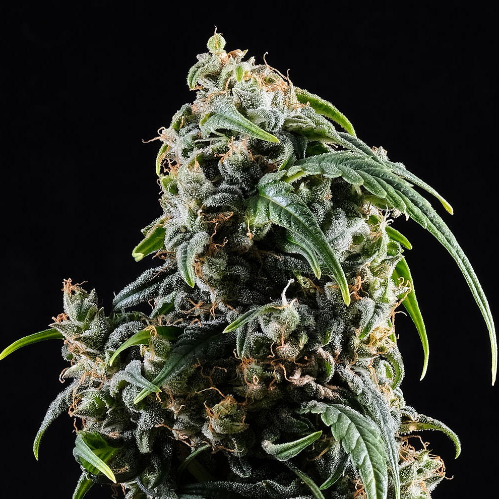 CBDV Auto