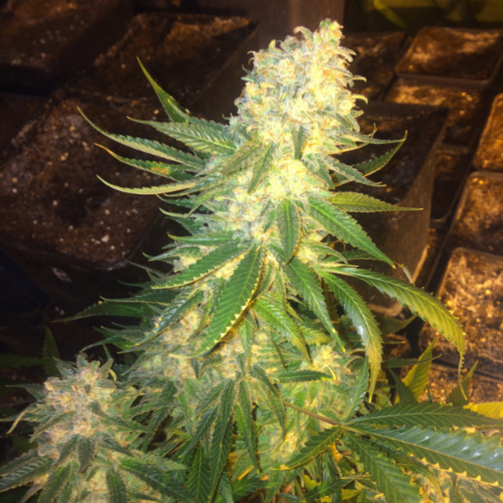 MassKush Fem