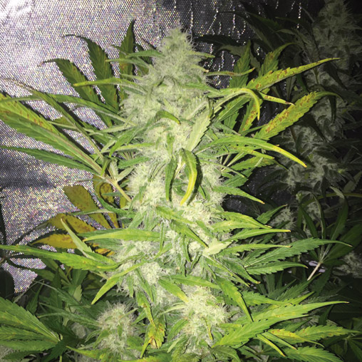 Pandemia Auto