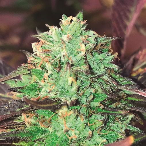 Gelato Royal Auto