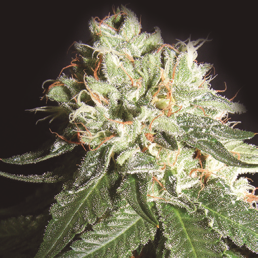 OG Cheese Auto XL