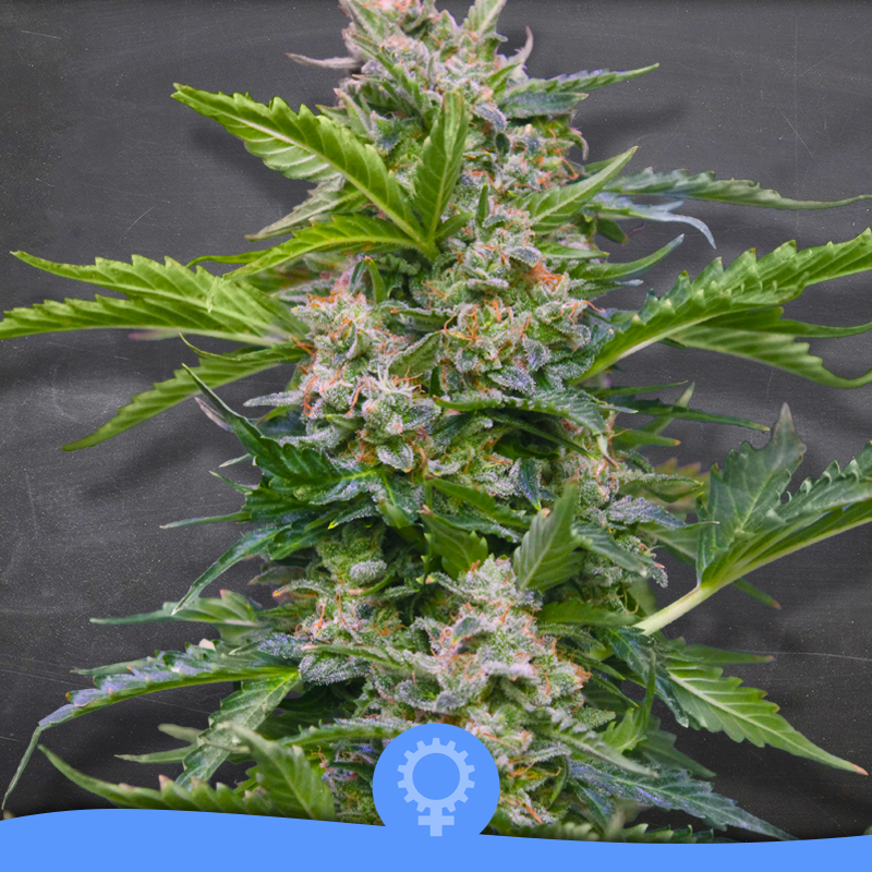 Jack Sparrow Auto