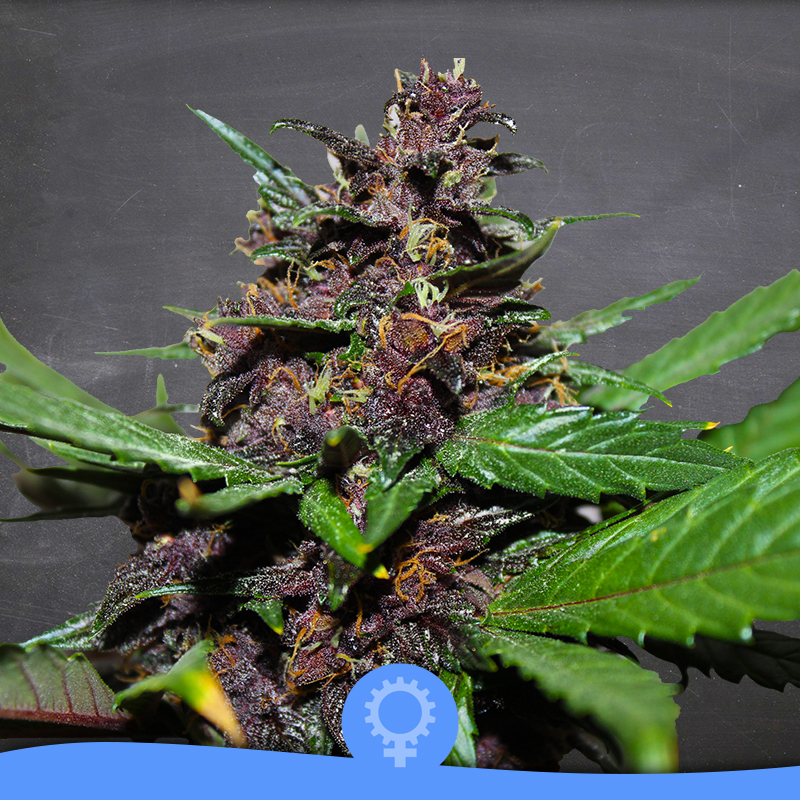 Purpura Auto