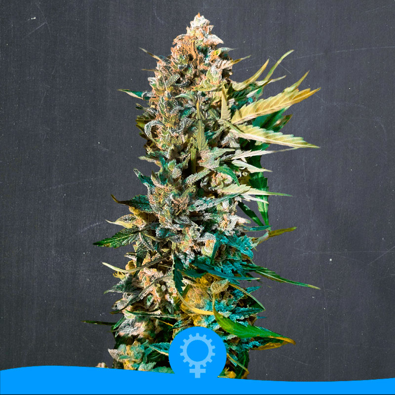 Original Kush Auto