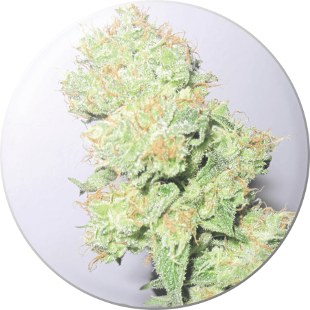 Y Griega CBD Fem