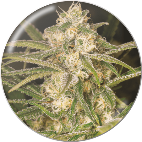 No Name Auto