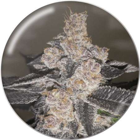 Gelato 242