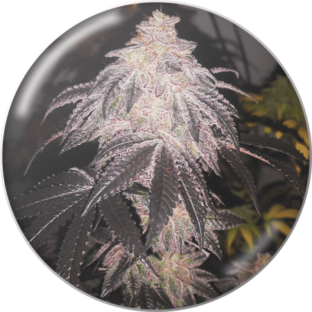 Cookies Sherbet Auto