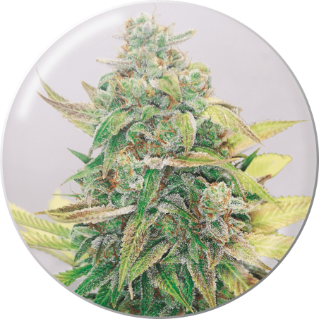 Strawberry Cake CBD Fem