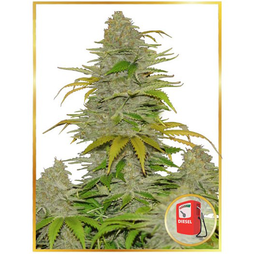 Auto Diesel Mass