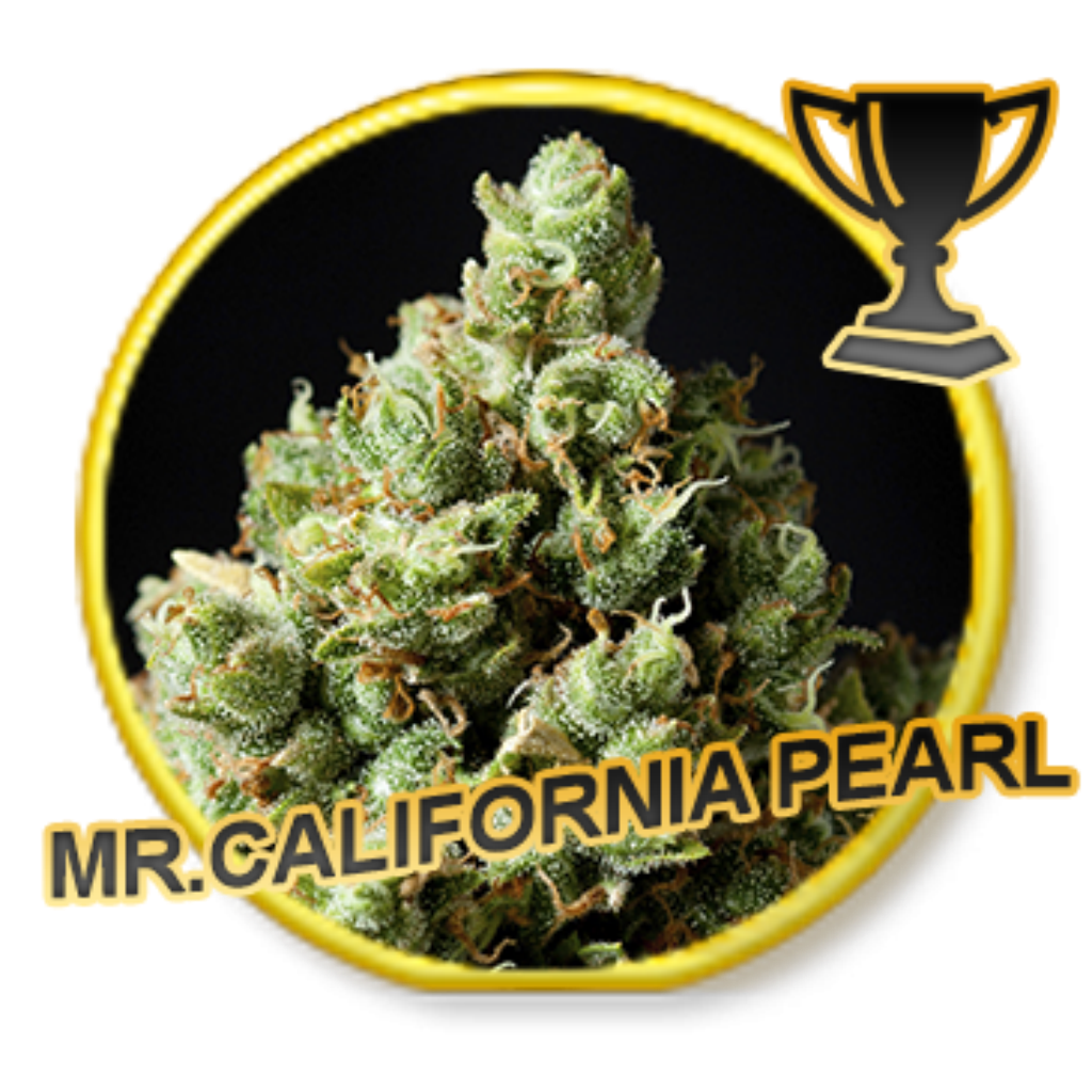 Mr. California Pearl Fem.