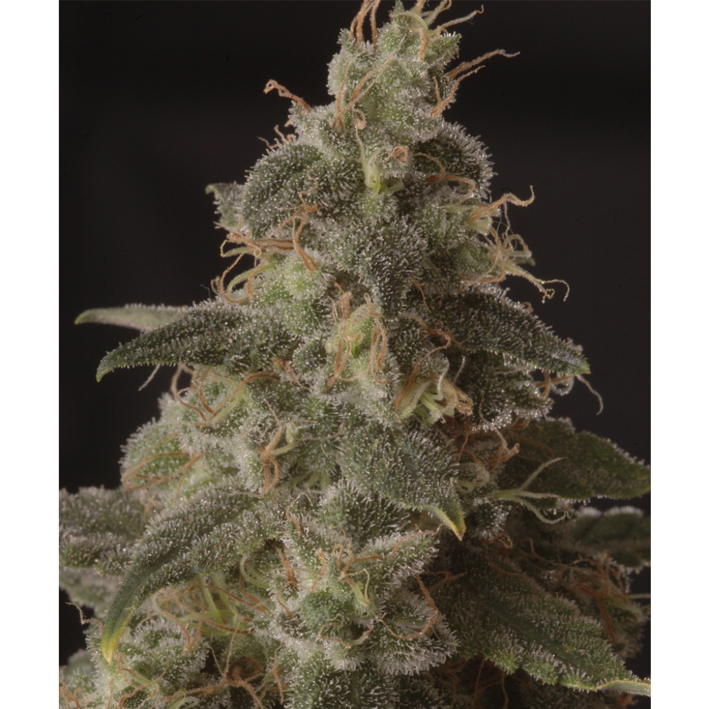Mr. Full Moon CBD Fem