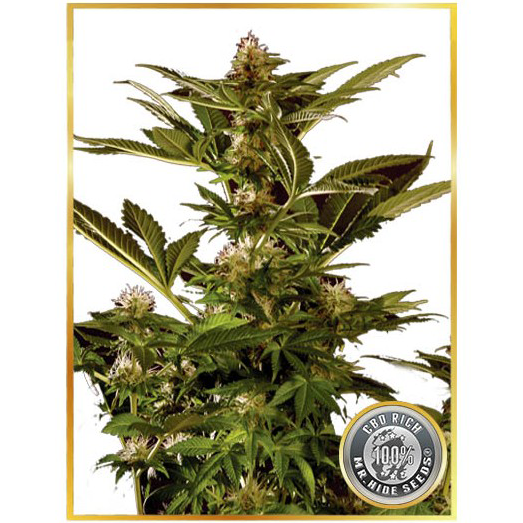 Auto Winweed CBD