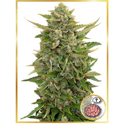 Auto Amnesia