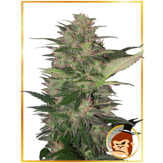 Auto Gorilla Cream