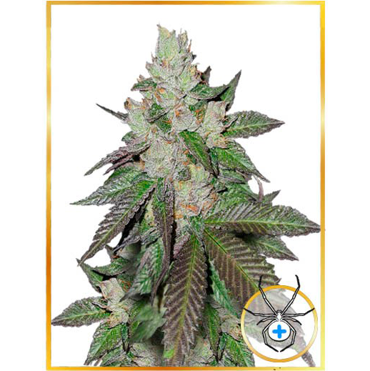 Mr. White Widow + Fem