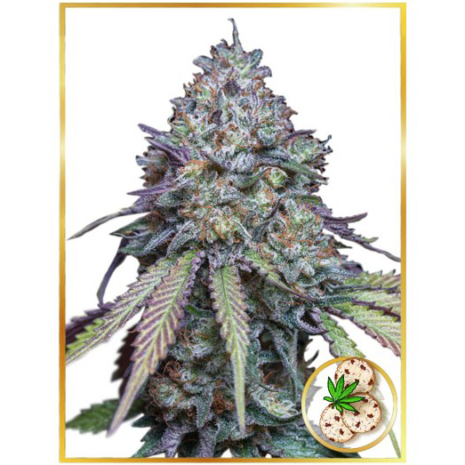 Auto Girl Scout Cookies