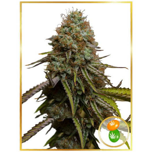 Auto Zkittle