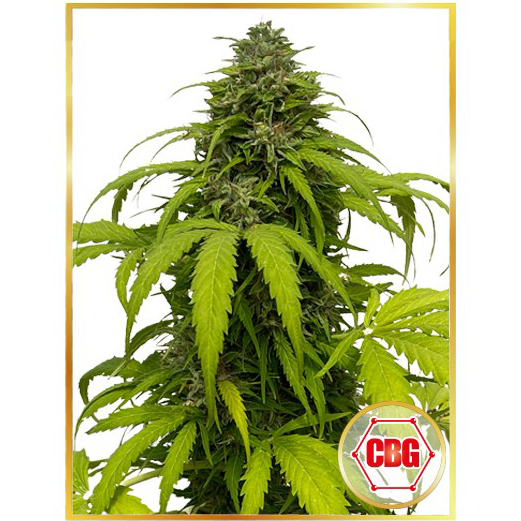 Auto CBG Strong