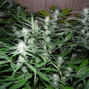 Nhs (NL5/Haze x Skunk) Reg