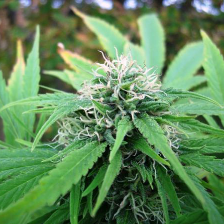 NL5 x Skunk Reg