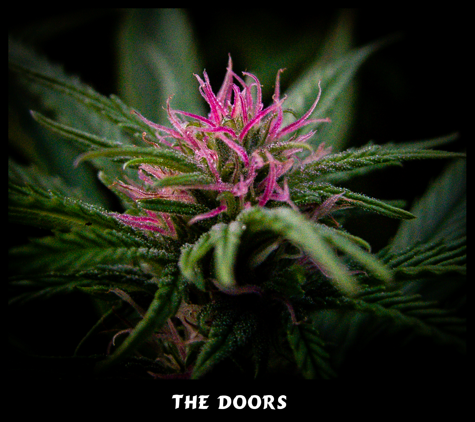 The Doors (NL5 x Haze Ac) Reg