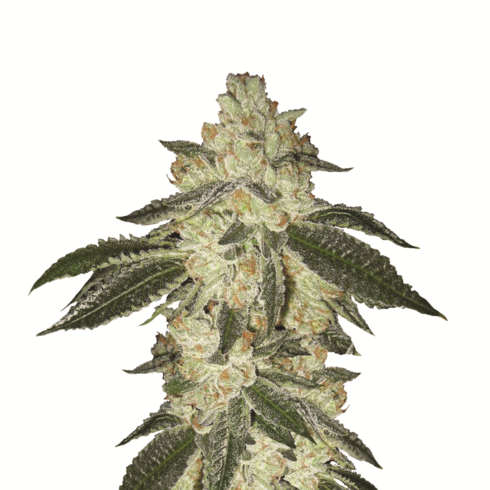 Blue Dream Fem
